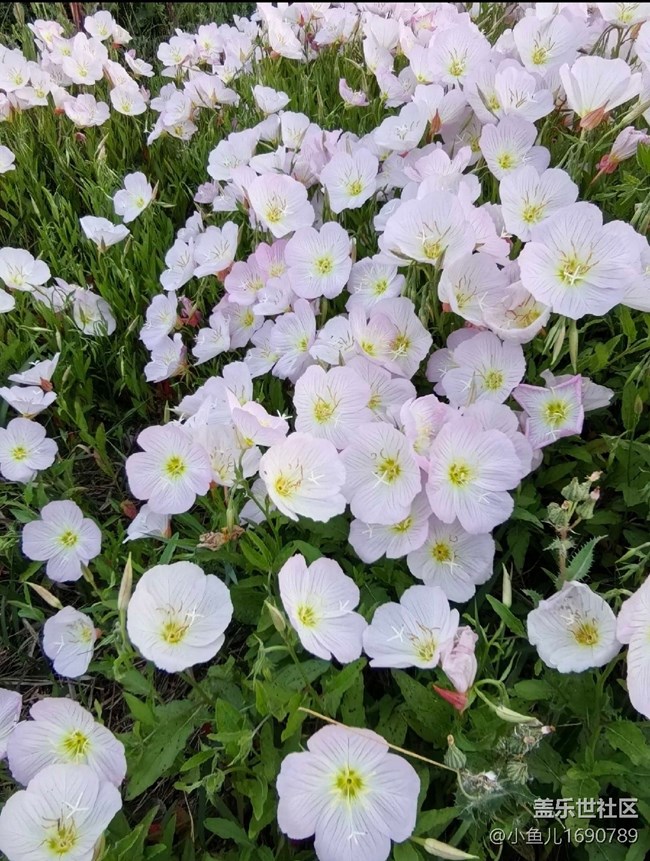 【色彩與光影的邂逅】野外的鮮花