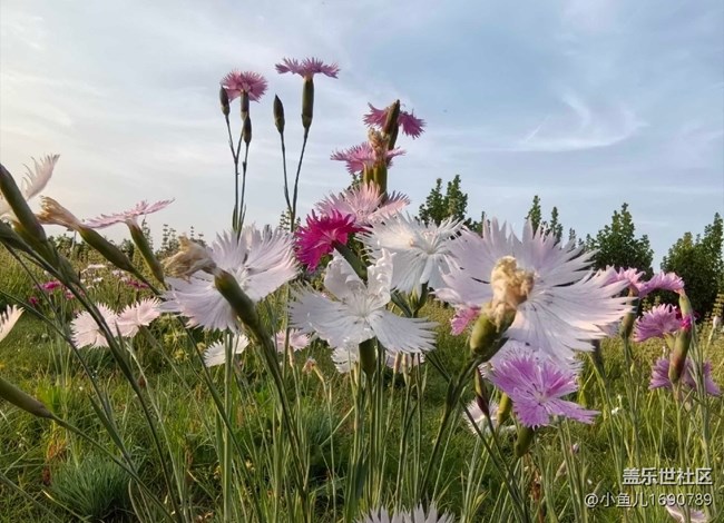 【色彩與光影的邂逅】野外的鮮花