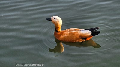 Galaxy23Ultra    赤麻鴨與雁鵝