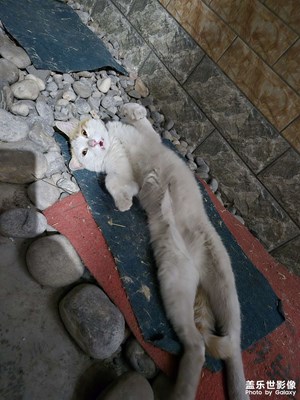 【夏至】+ 可愛(ài)貓咪