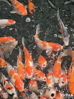 【夏至】+ 錦鯉