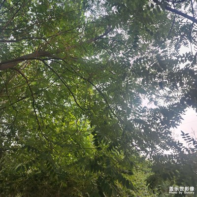 夏至 夏日里的城市