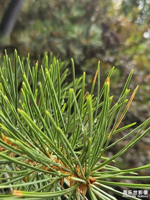 【夏至】夏至初雨