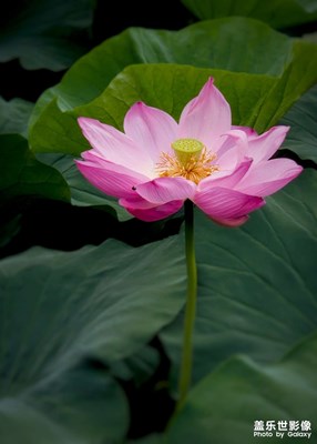 s23的長焦還是不夠優(yōu)秀