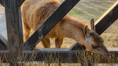 已開獎【蓋樂世影像周賽第350期】——如影隨形