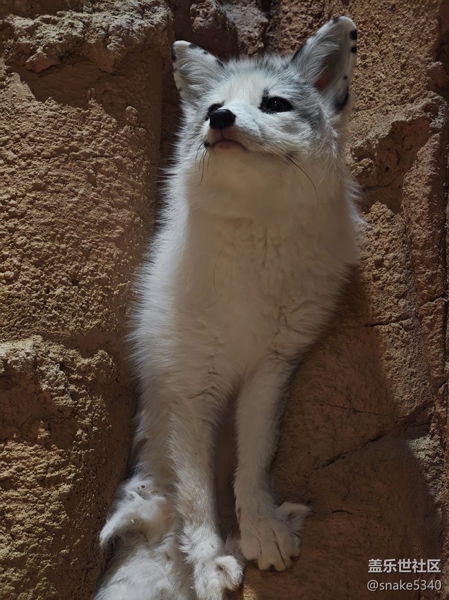 室內(nèi)動物園……三星ai既圈既搜回顧