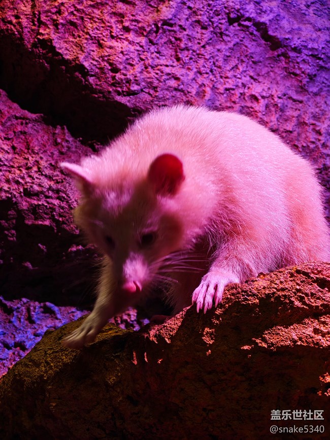 室內(nèi)動物園……三星ai既圈既搜回顧