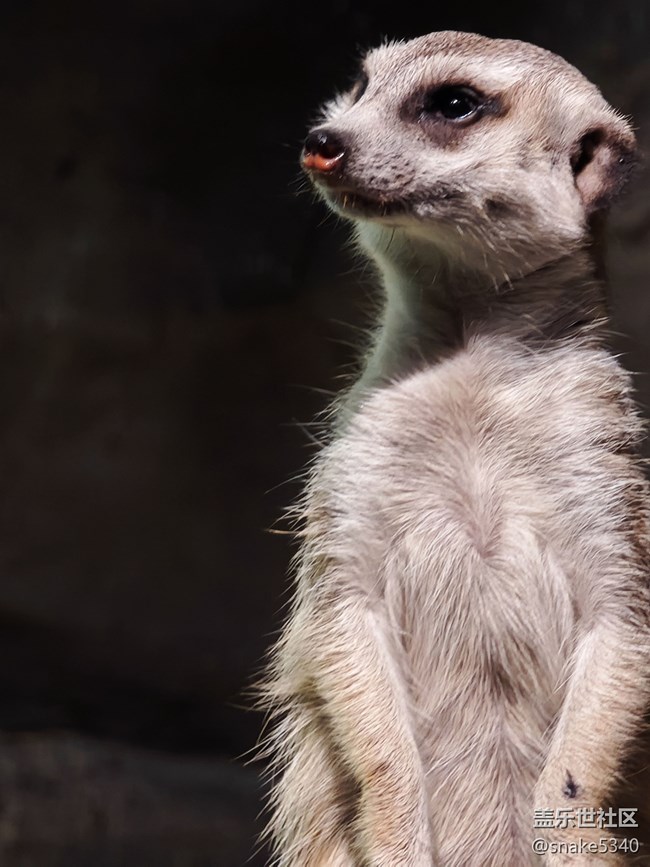 室內(nèi)動物園……三星ai既圈既搜回顧