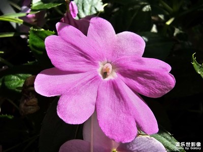 【夏至】+ 夏天到了