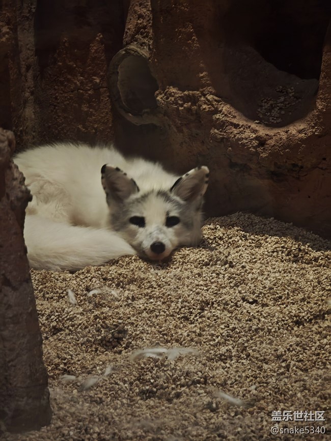 室內(nèi)動物園……三星ai既圈既搜回顧