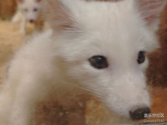室內(nèi)動物園……三星ai既圈既搜回顧