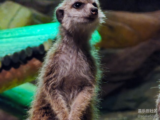 室內(nèi)動物園……三星ai既圈既搜回顧