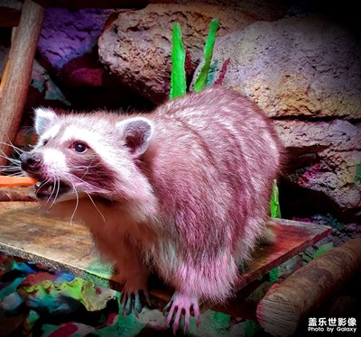 【邂逅動物園】