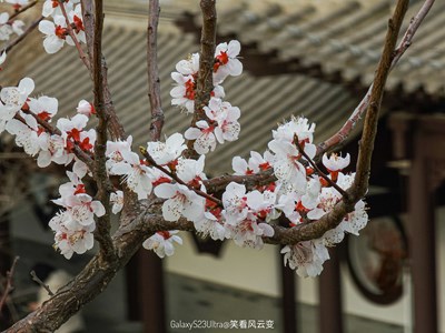 Galaxy23Ultra 春日記憶 （杏夾山桃）