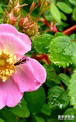 【夏至】草木人間