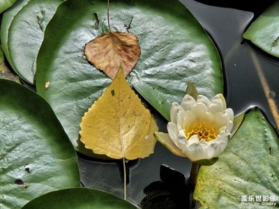 【夏至】睡蓮花開