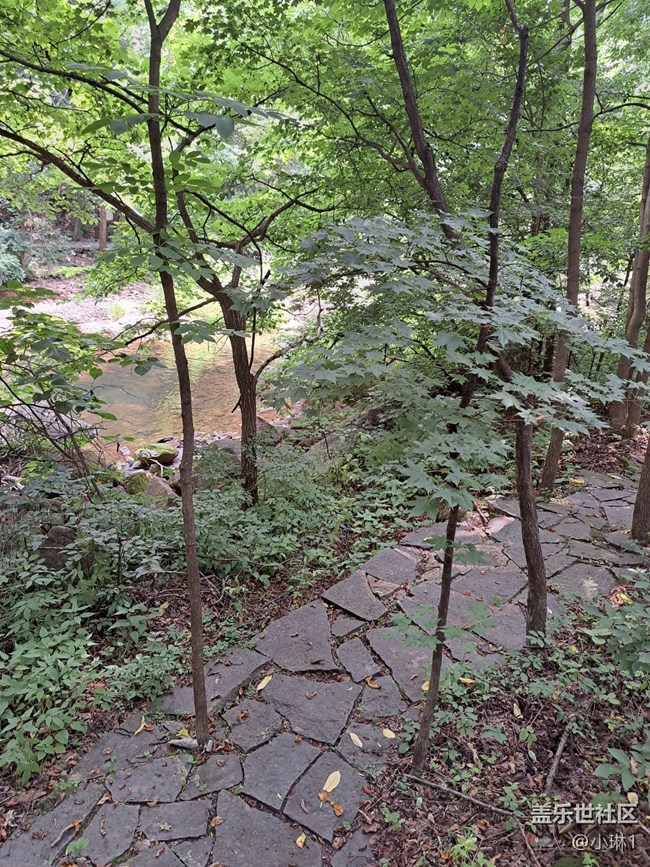 【夏日贊歌】山林