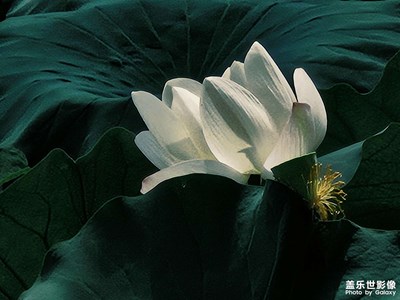 【夏至】盛夏荷色