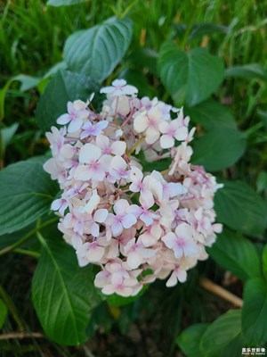 【夏至】夏至的花