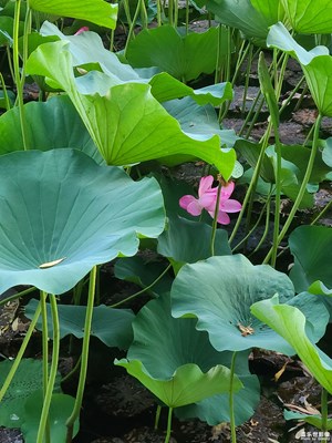 【夏至】+荷花盛開