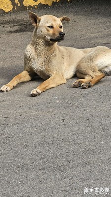 【夏至】中華田園犬