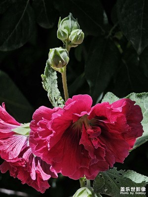 【夏至】+花花草草