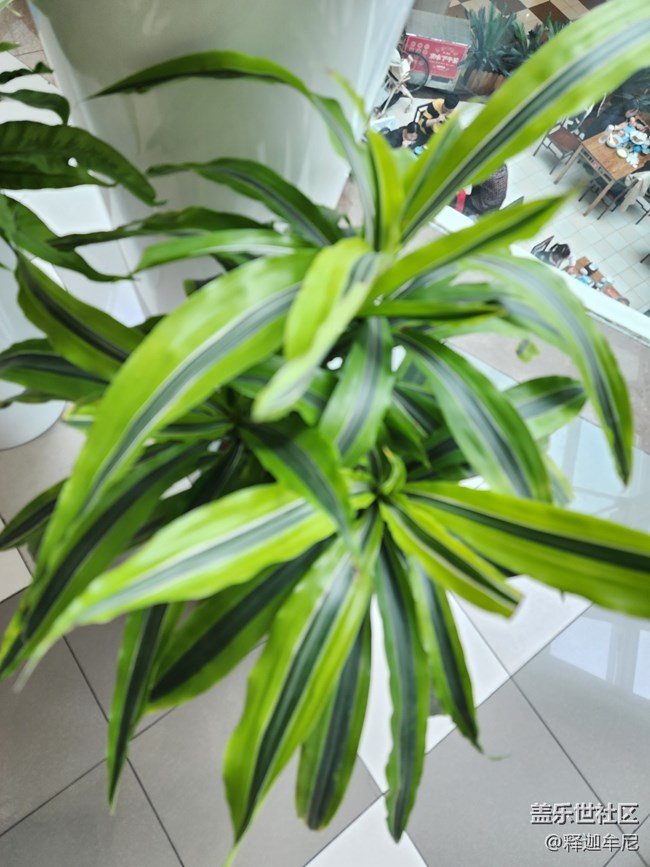 【色彩與光影的邂逅】逛商場賞鮮花