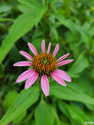 【夏至】松果菊