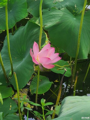 【夏至】+ 夏荷