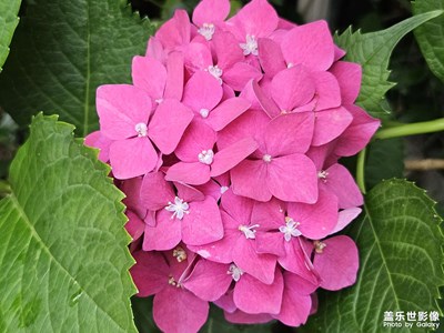 【夏至】+?夏日的花