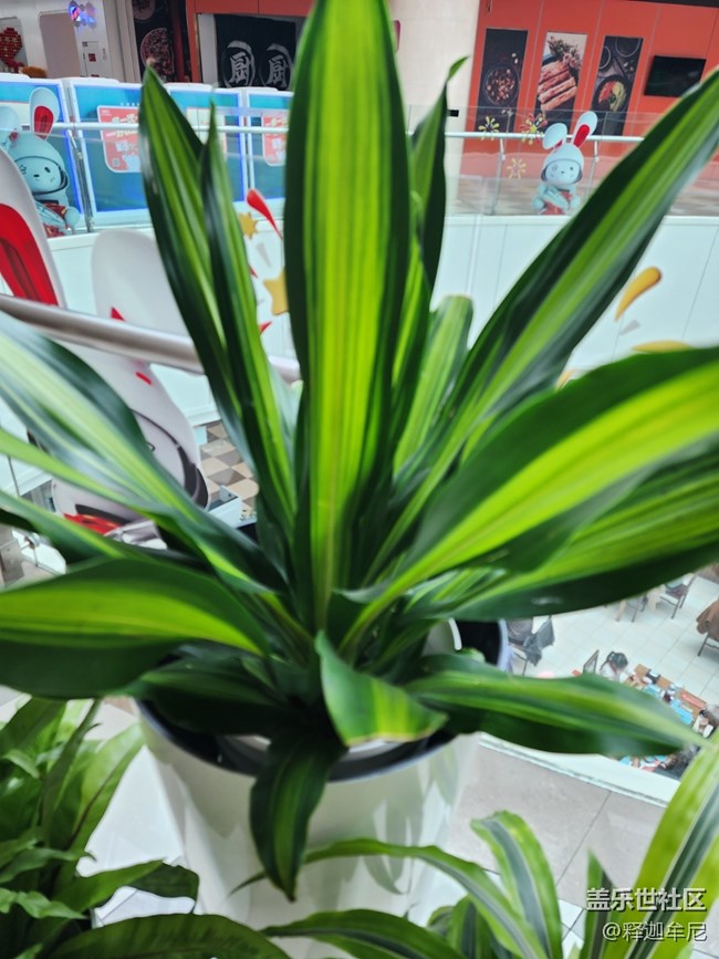 【色彩與光影的邂逅】逛商場賞鮮花