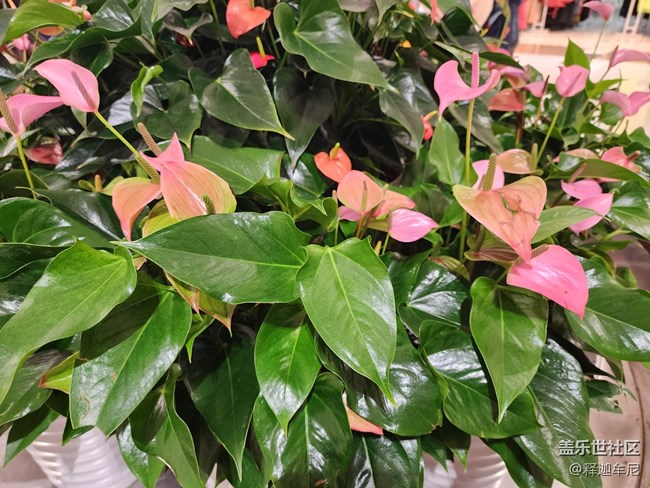 【色彩與光影的邂逅】逛商場賞鮮花