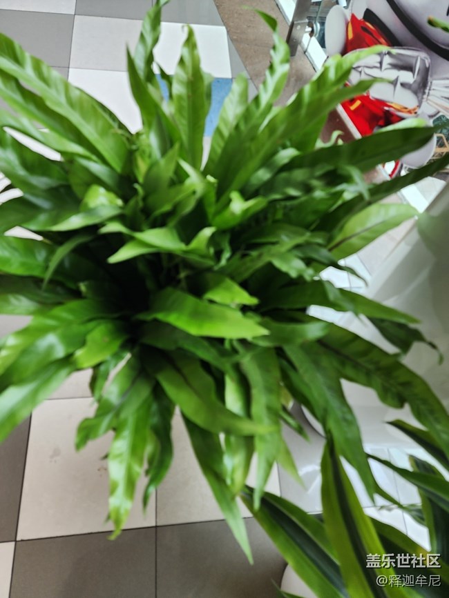 【色彩與光影的邂逅】逛商場賞鮮花