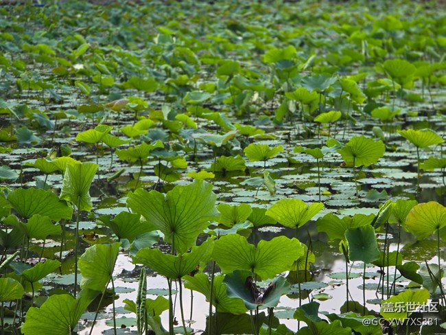 #今夏，當(dāng)下——散步