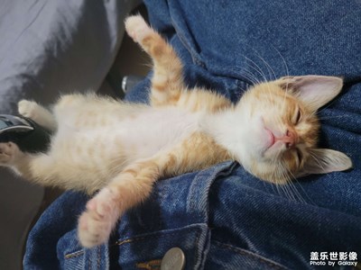 【如影隨形】+跟屁蟲