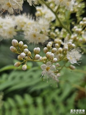 【如影隨形】珍珠梅