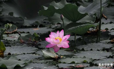 荷-如影隨行-光影生活