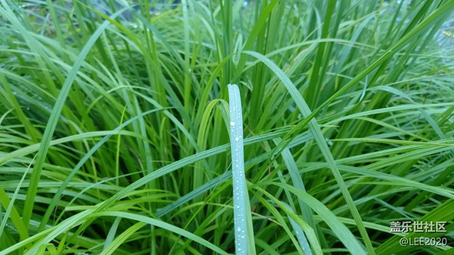 【色彩與光影的邂逅】雨后清新的空氣