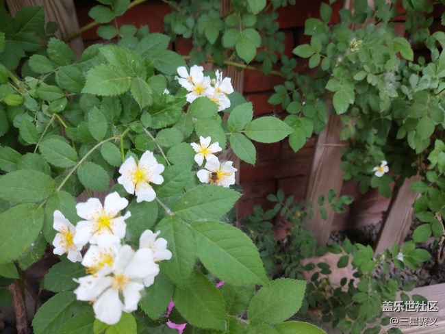 【色彩與光影的邂逅】繁花似錦
