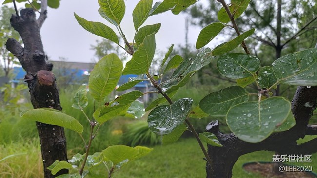 【色彩與光影的邂逅】雨后清新的空氣