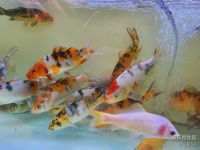 【色彩與光影的邂逅】自由自在的魚兒