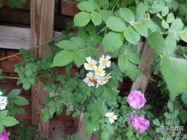 【色彩與光影的邂逅】繁花似錦