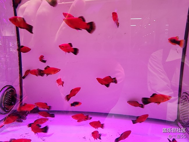 【色彩與光影的邂逅】自由自在的魚兒