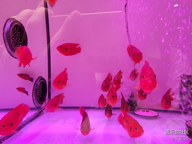 【色彩與光影的邂逅】自由自在的魚兒