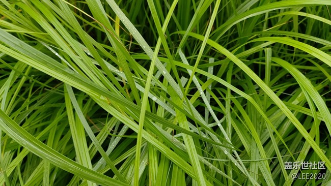 【色彩與光影的邂逅】雨后清新的空氣