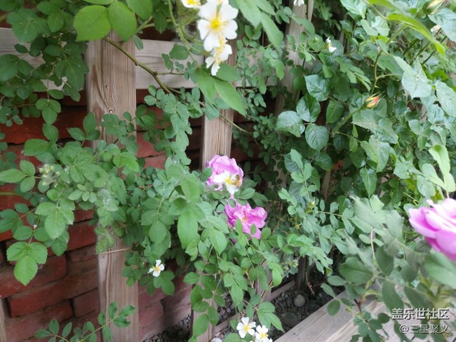 【色彩與光影的邂逅】繁花似錦