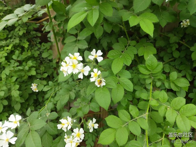 【色彩與光影的邂逅】繁花似錦