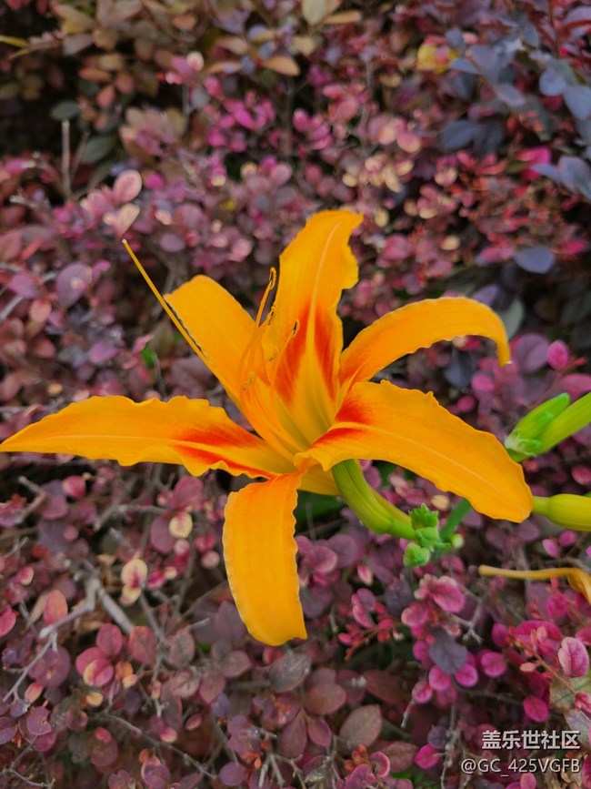 【多姿多彩的生活】夏日生活