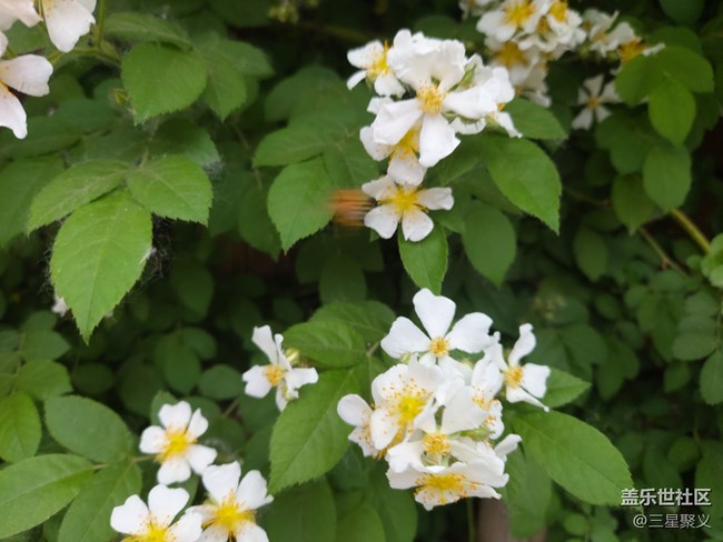【色彩與光影的邂逅】繁花似錦