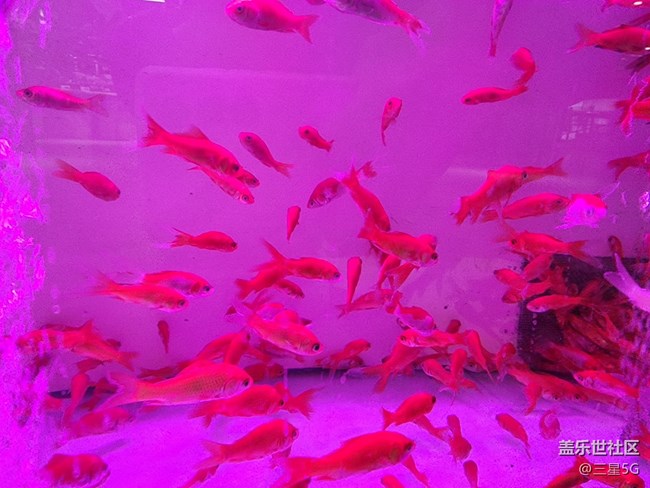 【色彩與光影的邂逅】自由自在的魚兒